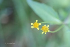 Galinsoga parviflora